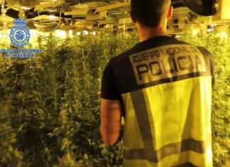 La Policía Nacional desmantela una macroplantación de marihuana con cerca de cinco mil plantas en diferentes puntos de España
