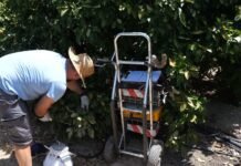 El IMIDA demuestra que el empleo de ozono con aguas regeneradas proporciona beneficios en el cultivo de cítricos