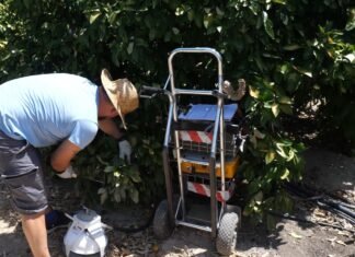 El IMIDA demuestra que el empleo de ozono con aguas regeneradas proporciona beneficios en el cultivo de cítricos