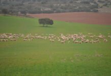 Castilla-La Mancha amplía plazos para los jóvenes agricultores y ganaderos que opten a ayudas económicas en sus explotaciones