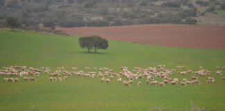 Castilla-La Mancha amplía plazos para los jóvenes agricultores y ganaderos que opten a ayudas económicas en sus explotaciones