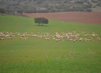 Castilla-La Mancha amplía plazos para los jóvenes agricultores y ganaderos que opten a ayudas económicas en sus explotaciones