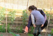 166 centros escolares de Murcia reciben 5.000 plantones y sobres de semillas para sus Huertos Escolares Ecológicos