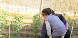 166 centros escolares de Murcia reciben 5.000 plantones y sobres de semillas para sus Huertos Escolares Ecológicos