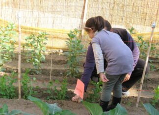 166 centros escolares de Murcia reciben 5.000 plantones y sobres de semillas para sus Huertos Escolares Ecológicos