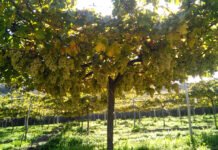 Almería: El vino del desierto que conquista el mundo desde Andalucía