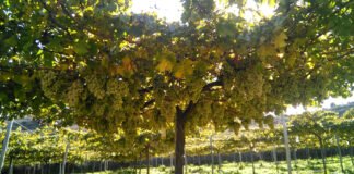 Almería: El vino del desierto que conquista el mundo desde Andalucía