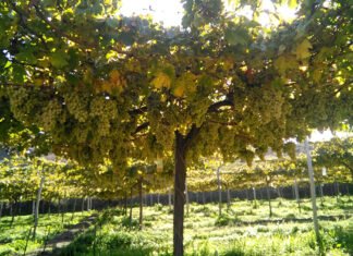 Almería: El vino del desierto que conquista el mundo desde Andalucía