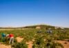 Castilla-La Mancha cuenta cada vez con más jóvenes dedicados a la agricultura que exigen a su gobierno «una PAC ejemplar y de apoyo»