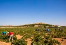 Castilla-La Mancha cuenta cada vez con más jóvenes dedicados a la agricultura que exigen a su gobierno «una PAC ejemplar y de apoyo»