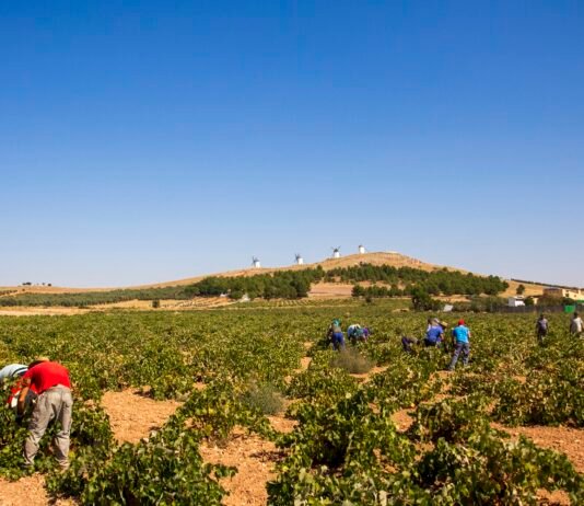 Castilla-La Mancha cuenta cada vez con más jóvenes dedicados a la agricultura que exigen a su gobierno «una PAC ejemplar y de apoyo»