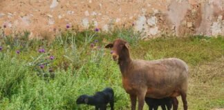 El Consell Valenciano aprueba la concesión de 950.000 euros en ayudas a explotaciones de reses bravas y de oveja guirra afectadas por la COVID-19
