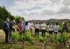 El IMIDA de Murcia trabaja para conseguir uva de vino sin pepita y resistente a la sequía y a enfermedades como oídio y mildiu