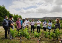 El IMIDA de Murcia trabaja para conseguir uva de vino sin pepita y resistente a la sequía y a enfermedades como oídio y mildiu