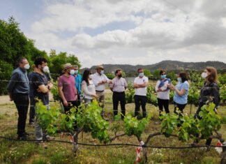 El IMIDA de Murcia trabaja para conseguir uva de vino sin pepita y resistente a la sequía y a enfermedades como oídio y mildiu