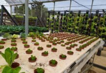 El Gobierno de Murcia fomenta la acuaponía como motor de crecimiento y alternativa a la explotación agrícola tradicional