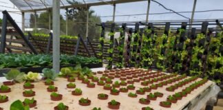 El Gobierno de Murcia fomenta la acuaponía como motor de crecimiento y alternativa a la explotación agrícola tradicional