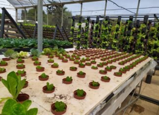 El Gobierno de Murcia fomenta la acuaponía como motor de crecimiento y alternativa a la explotación agrícola tradicional