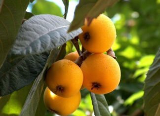 Agricultura convoca cerca de un millón de euros en ayudas para la certificación de la producción ecológica en la Comunidad Valenciana