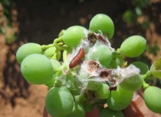 Agricultura destina 2,6 millones para implantar un sistema de lucha contra la polilla de la vid a través de trampas con feromonas en Comunidad Valenciana