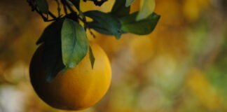 Agricultura respalda iniciativas de unidad que ponen en valor la calidad de los cítricos valencianos y su rentabilidad por agricultor