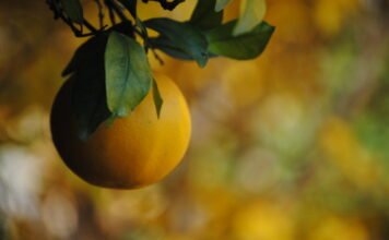 Murcia triplica en un año sus exportaciones a Perú