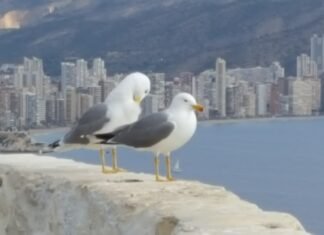 Carta abierta al Alcalde de Benidorm