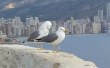 Carta abierta al Alcalde de Benidorm