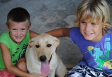 La futura Ley de Protección de los Animales de Compañía en la Comunidad Valenciana contará con una línea presupuestaria de apoyo a los municipios