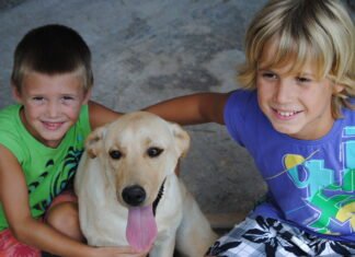 La futura Ley de Protección de los Animales de Compañía en la Comunidad Valenciana contará con una línea presupuestaria de apoyo a los municipios
