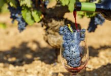 El Imida presenta nuevas propuestas para avanzar hacia una producción sostenible en el cultivo de la vid en la Región de Murcia