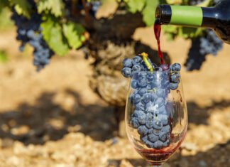 El Imida presenta nuevas propuestas para avanzar hacia una producción sostenible en el cultivo de la vid en la Región de Murcia