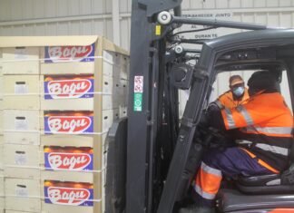 La Conselleria de Agricultura califica de ‘éxito’ el envío piloto de naranjas con tratamiento de frío en tránsito a India