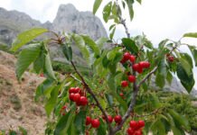 El Consell colabora con organizaciones agrarias valencianas para divulgar la implantación de la PAC y la reforma de la organización de mercados agrícolas