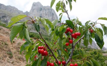 El Consell colabora con organizaciones agrarias valencianas para divulgar la implantación de la PAC y la reforma de la organización de mercados agrícolas