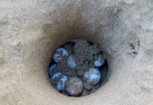 Alicante se suma a la campaña «Alerta Tortuga» en las playas alicantinas