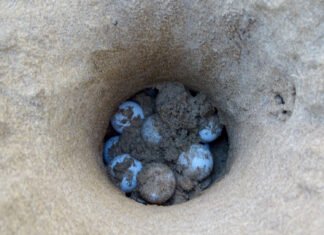 Alicante se suma a la campaña «Alerta Tortuga» en las playas alicantinas