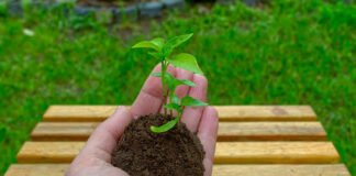 La Junta pide colaboración a los andaluces para evitar plagas perjudiciales para el campo