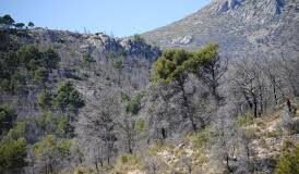 Transición Ecológica avanza la prohibición de la quema de restos agrícolas en la Comunidad Valenciana