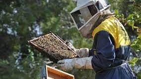 Murcia investiga la utilización de harinas de insectos como ingrediente sostenible en la elaboración de piensos para la acuicultura