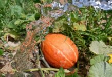 El huerto ecológico «inolvidable» de Benidorm