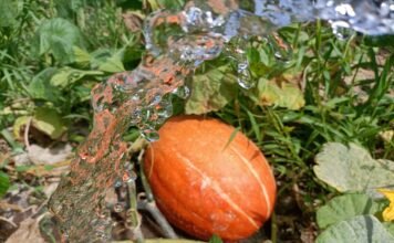 La agricultura ecológica alcanza ya al 86% de los municipios de la Comunidad Valenciana