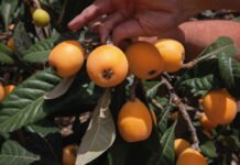 La Conselleria de Agricultura destina 25 millones de euros de fondos europeos a pymes de la industria agroalimentaria valenciana
