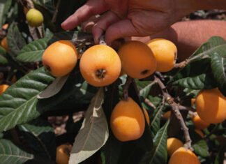 La Conselleria de Agricultura destina 25 millones de euros de fondos europeos a pymes de la industria agroalimentaria valenciana