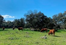 El gobierno de Castilla-La Mancha ha abonado 57 millones de euros a los agricultores que se han esforzado en cuidar el entorno de sus explotaciones