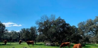 El gobierno de Castilla-La Mancha ha abonado 57 millones de euros a los agricultores que se han esforzado en cuidar el entorno de sus explotaciones