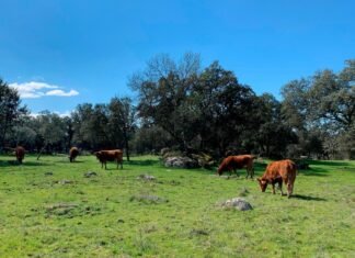 El gobierno de Castilla-La Mancha ha abonado 57 millones de euros a los agricultores que se han esforzado en cuidar el entorno de sus explotaciones
