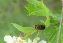 Madrid confirma la llegada del insecto Chilotomina Oberthuri a su territorio
