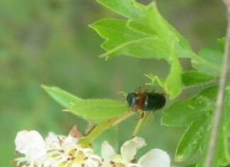 Madrid confirma la llegada del insecto Chilotomina Oberthuri a su territorio