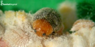 Agricultura aprueba una declaración de emergencia en la Comunidad Valenciana para reforzar la lucha contra el ‘cotonet’ que aniquila los cítricos